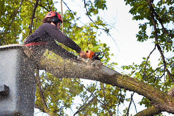 Trusted Gatesville, TX Tree Services Experts